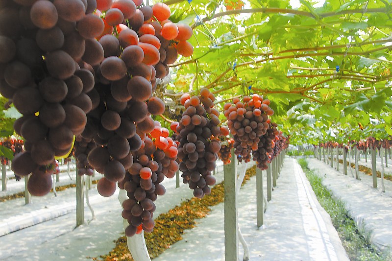 土壤水分檢測儀